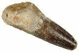 Fossil Spinosaurus Tooth - Feeding Worn Tip #353013-1
